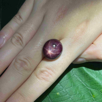 23.7 ct natural Bordeaux-Red Star Ruby cabochon from Mozambique with a clearly defined star and polished dome.