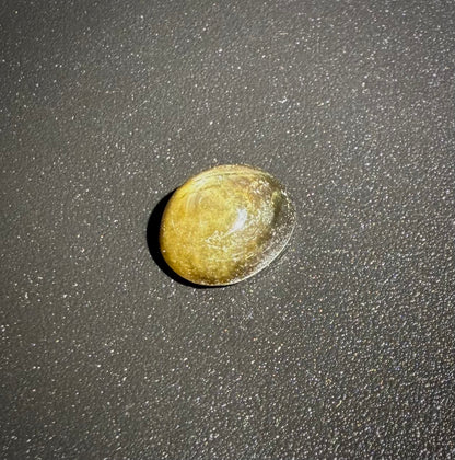 Star Sapphire 1.81 Ct