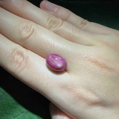 11.54 ct natural pink Star Ruby cabochon with soft star effect and polished dome.